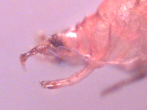 Piccoli crostacei raccolti dal Po vicino a Settimo Torinese